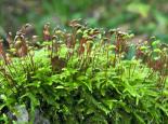 Ordinary moss - northeastwildlife.co.uk
